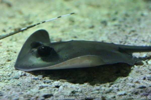 Bluespotted maskray