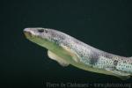 Small-spotted catshark *