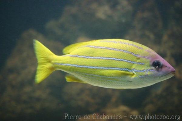 Common bluestripe snapper