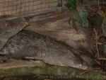 Mugger crocodile *