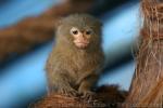 Pygmy marmoset