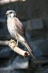 American kestrel