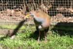 Giant wood rail