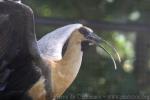 Black-faced ibis