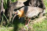 Black-faced ibis