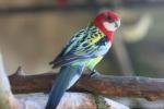 Eastern rosella