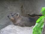 Rock hyrax