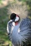 Grey crowned-crane