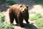 European brown bear