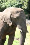 South African elephant