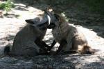 Bat-eared fox