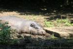 Pygmy hippopotamus