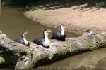 White-breasted cormorant *