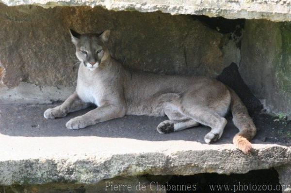 Chilean cougar