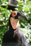 Southern ground hornbill