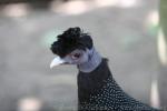 Crested guineafowl *