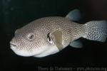 White-spotted puffer *