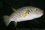 Reticulated pufferfish *