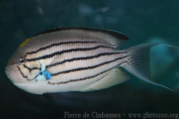 Blackstriped angelfish