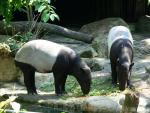 Malayan tapir