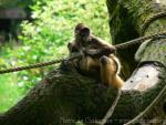 Central American spider monkey