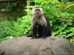 Colombian white-faced capuchin