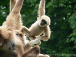 White-handed gibbon