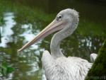 Pink-backed pelican