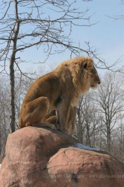 East African (Transvaal) lion