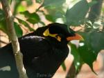 Common hill Myna