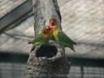 Fischer's lovebird