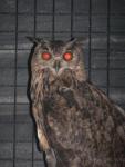 Eurasian eagle-owl