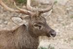 Burmese brow-antlered deer