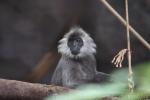 Indochinese langur *