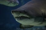 Sand tiger shark