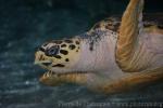 Asian hawksbill turtle