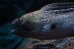 Giant moray