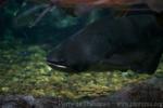 Mekong giant catfish