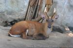 Northern red muntjac