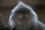 Indochinese gray langur *