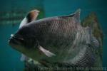 Elephant-ear gourami