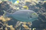 Elongate surgeonfish