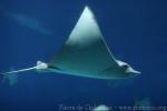 Naru eagle ray