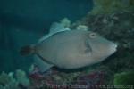 Whitespotted filefish