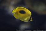 Mirror butterflyfish