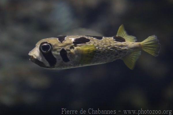 Black-blotched porcupinefish