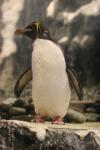 Macaroni penguin