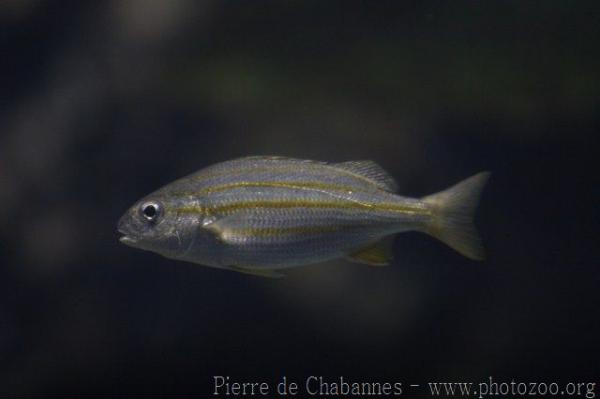 Yellow-lined grunter