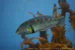 Rock wrasse