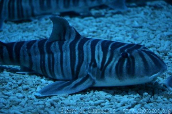 Zebra bullhead shark